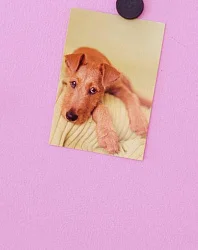 Tikkurila Magnetic краска для магнитной доски